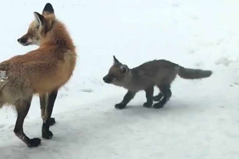 Baby Fox Plays in Northern Colorado Snow: Video