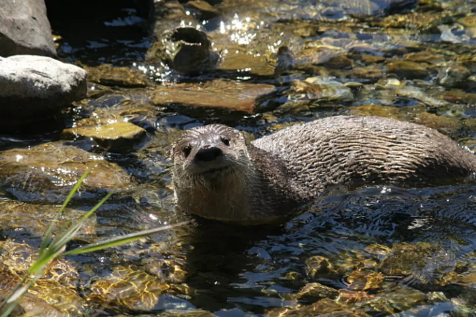 Colorado Parks and Wildlife are Happy to See River Otters Back in Front Range Waters
