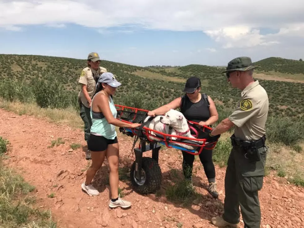 Rangers Rescue Two Dogs at Devil’s Backbone Due to Extreme Heat