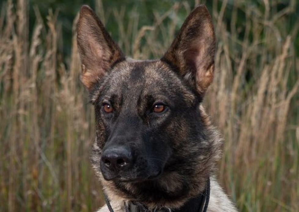 Colorado State Patrol Debuts New K-9 Dog Named Buck