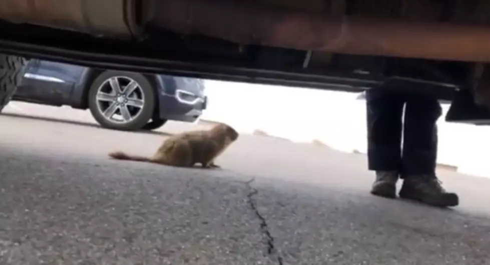 [WATCH] Marmot Hitches a Ride From RMNP to The Front Range