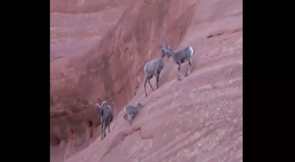 [WATCH] This Colorado Baby Ram is All of Us in 2020