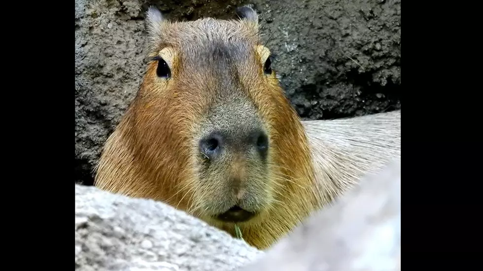 Denver Zoo Mourns Passing of ‘Rodrigo,’ Their Giant Rodent