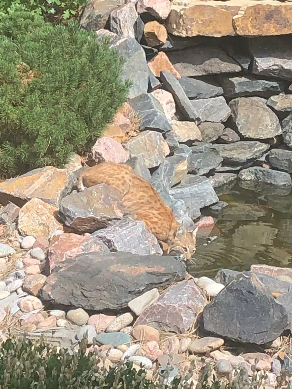 Orange Bobcat Spotted in Southeast Colorado
