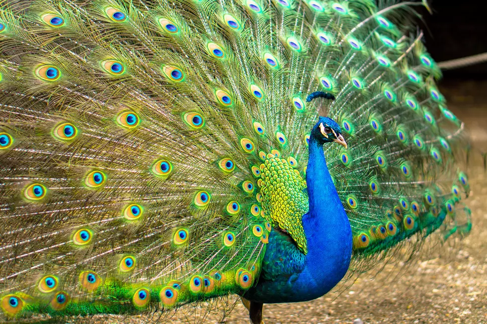No More Free-Roaming Peacocks at the Denver Zoo