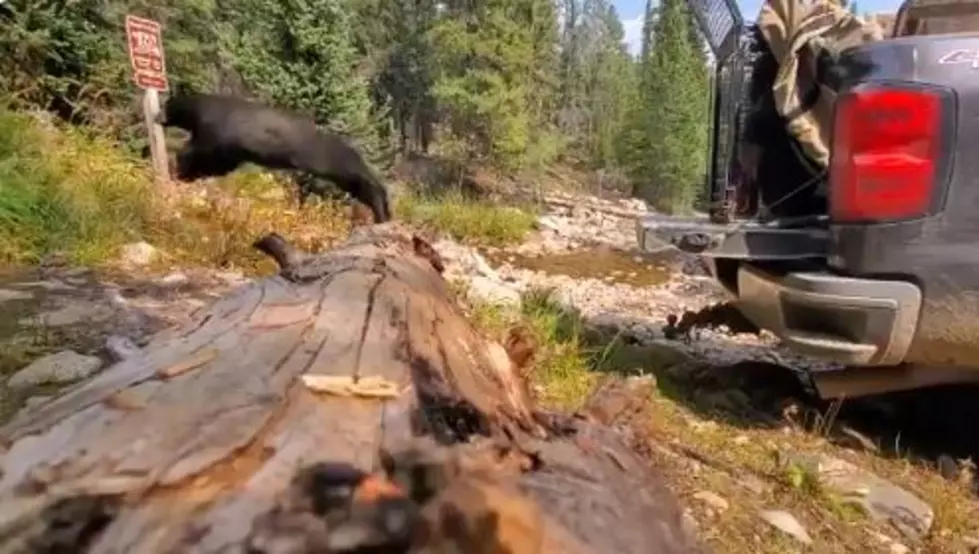 Watch Happy Bear Leap Into The Woods After Longmont Relocation