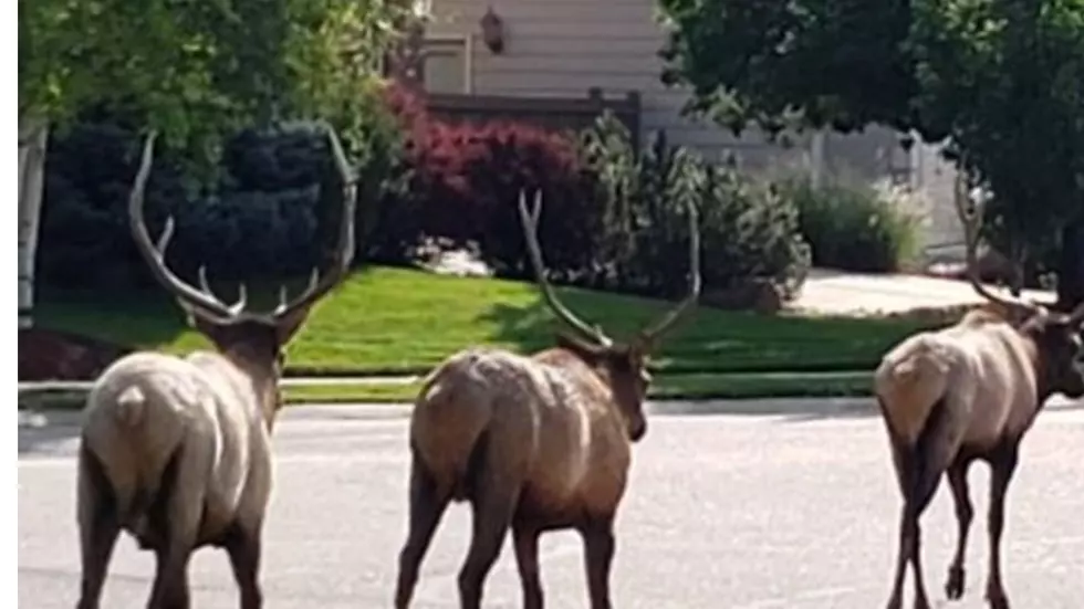 Elk Herd Take Tuesday Trot Around Fort Collins