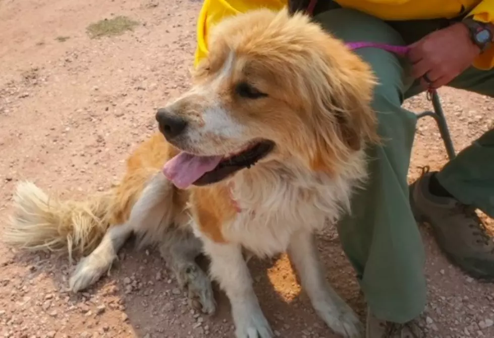 Crews Rescue Dog From Cameron Peak Fire, Reunite With Owner