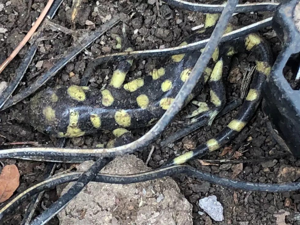 Have You Ever Spotted Colorado&#8217;s Official State Amphibian?