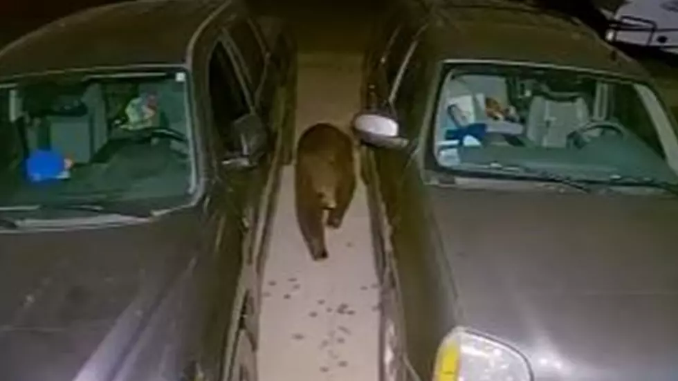 Watch a Bear Try to Break Into a Colorado Car