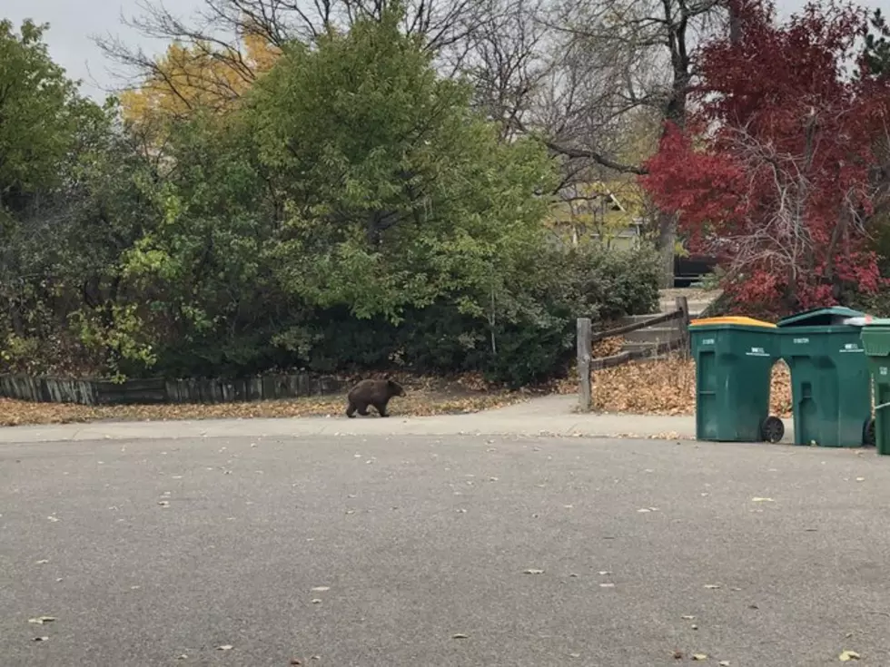 Bears Spotted Fleeing Fires in Fort Collins, Boulder