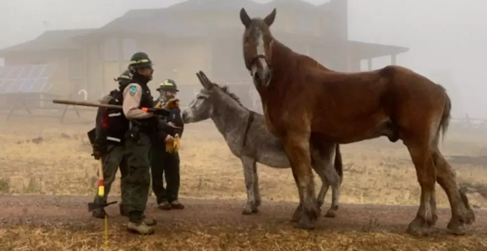 Best Buds, Donkey & Horse Survived CalWood Fire Together