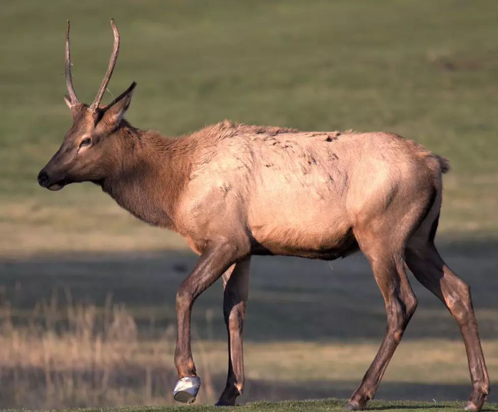 PHOTOS: Colorado Parks &#038; Wildlife Officer Removes Can From Elk&#8217;s Hoof
