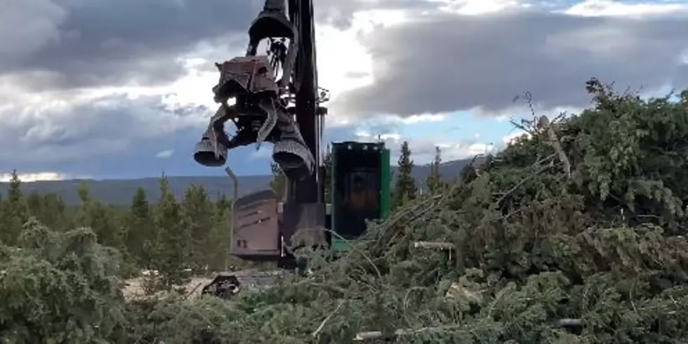 Watch a &#8216;Chainsaw On Steroids&#8217; Clears Cameron Peak Fire Debris