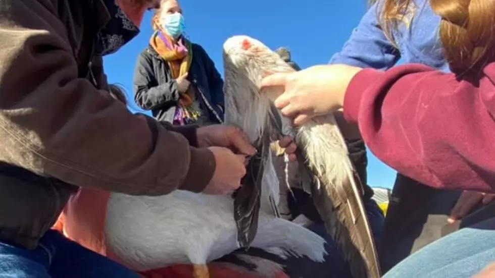 Pelican Caught in Fishing Line Rescued at Windsor Lake