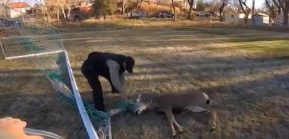 Colorado Buck Rescued With Antlers Stuck in Soccer Net