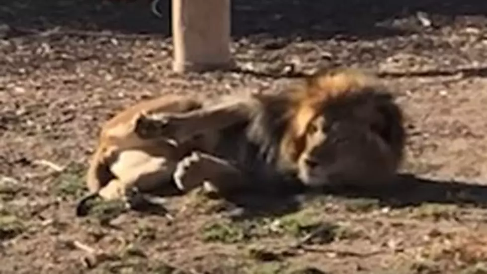 [Video] Denver Zoo Lions Love to Roll in Coffee