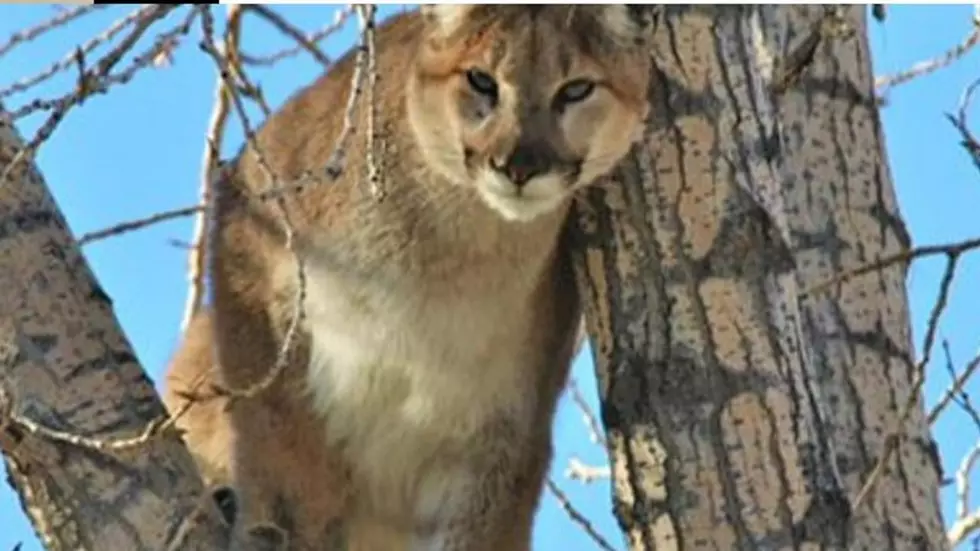 City of Fort Collins Warns of Mountain Lion Activity Near the ELC