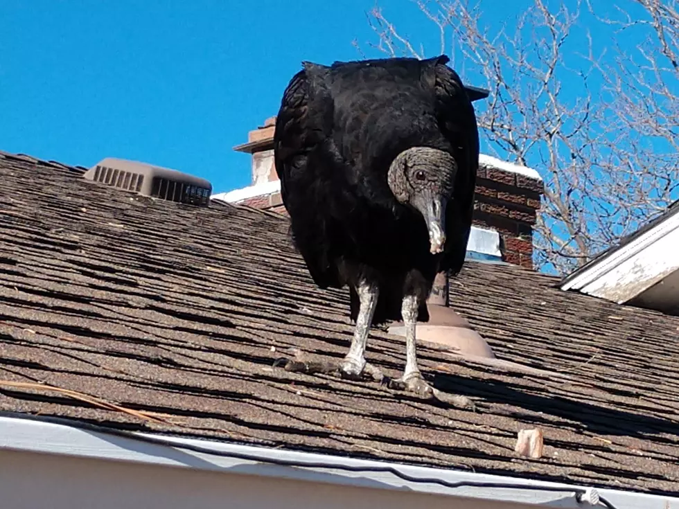 Large South American Vulture Shows Up in Colorado