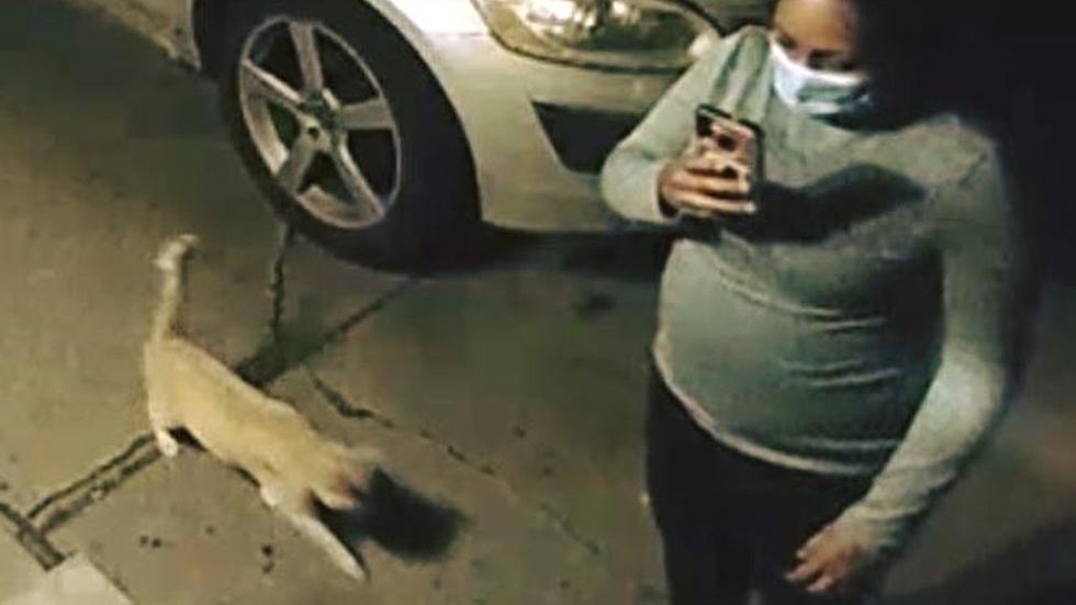 Colorado Postmates Driver Steals Cat After Delivering Food