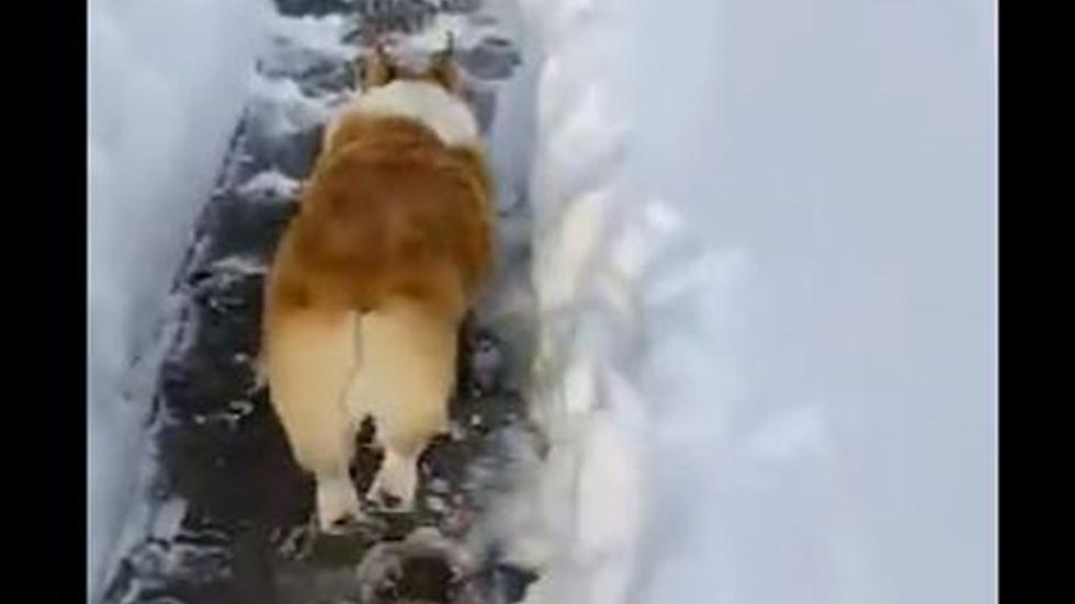 Watch: Colorado Corgi Shuffles Along Shoveled Snow Path