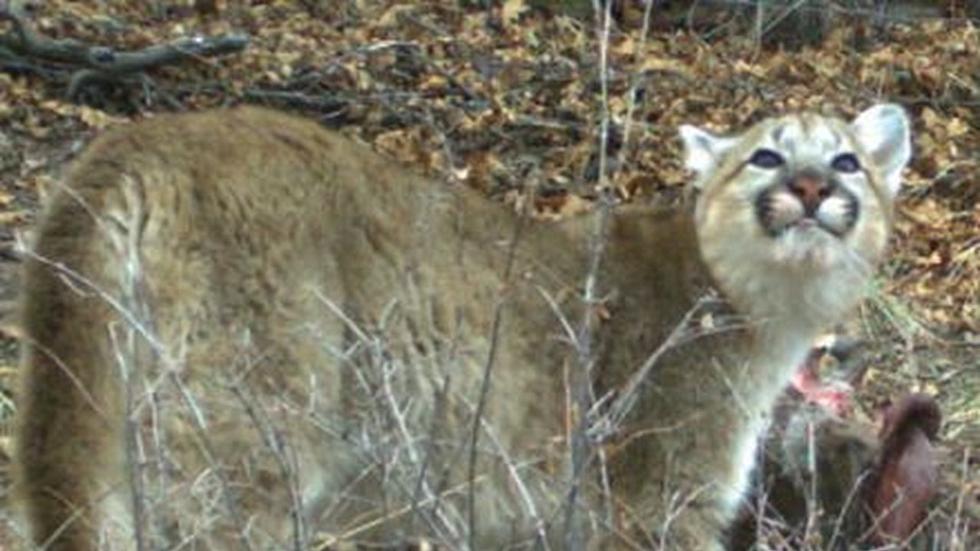 Photos: Colorado Mountain Lion and Cubs Devour Deer