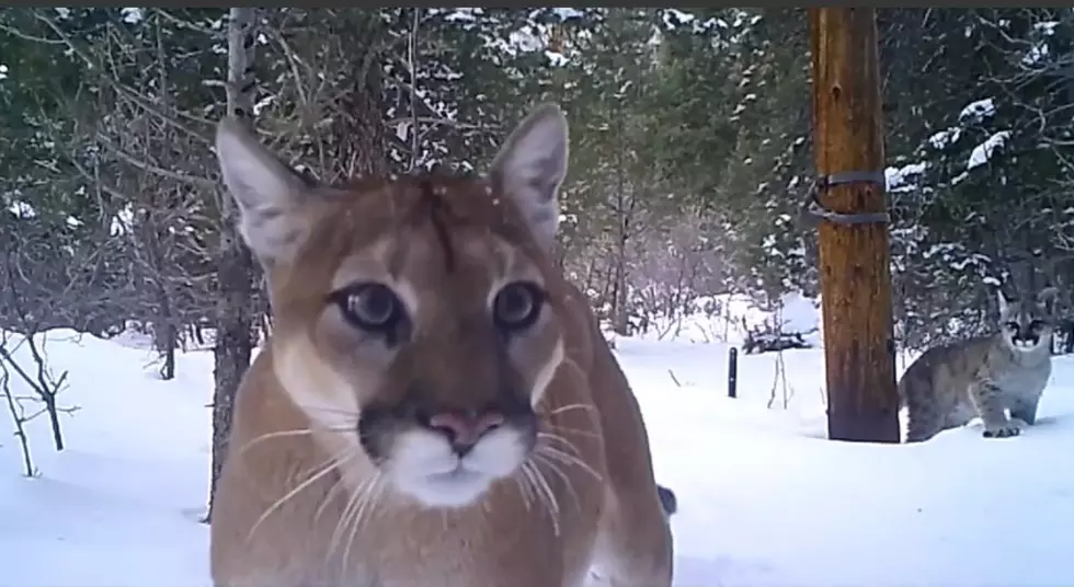 Close-Up Video of Colorado Mountain Lion and Her 3 Cubs