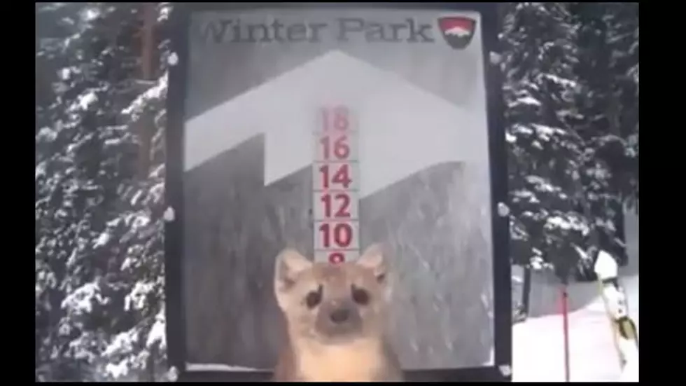 Winter Park Snow Measuring Cam Captures Cutest Cameo