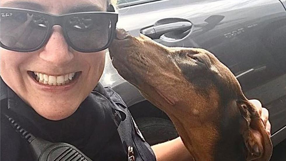 Loveland PD Helps to Save Doberman Puppy in Hot Truck