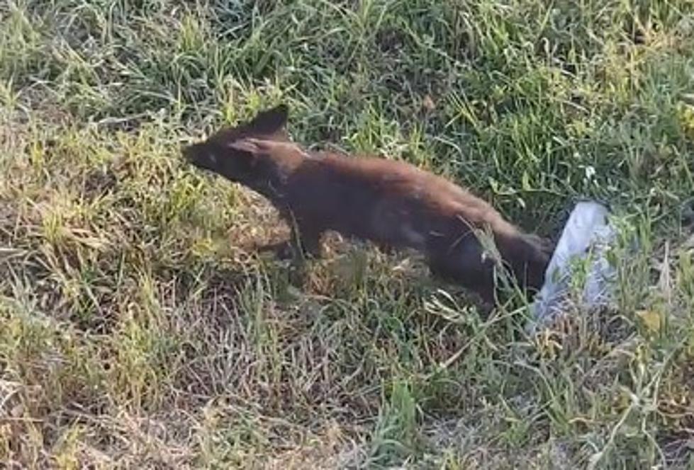 Rare Scrawny Black Fox Seen Frolicking in Elizabeth Colorado