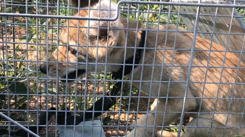 Colorado Coyote Pup Pays Ultimate Price Because, Humans