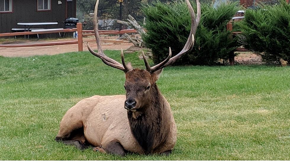 Why Do Bull Elk Rub Their Antlers Against Trees During Rut Season