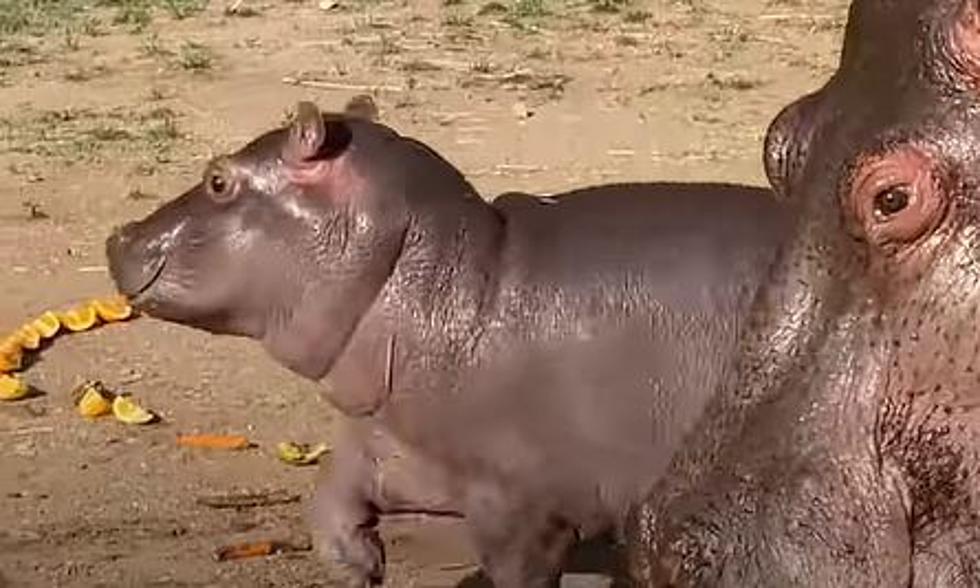 New Baby Hippo at Cheyenne Mtn Zoo Introduced With Cute Video