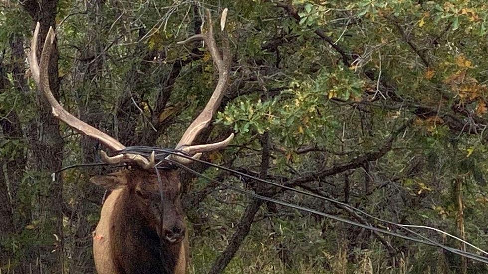 Colorado Bull Elk Rescued After Getting Tangled in Phone Wire