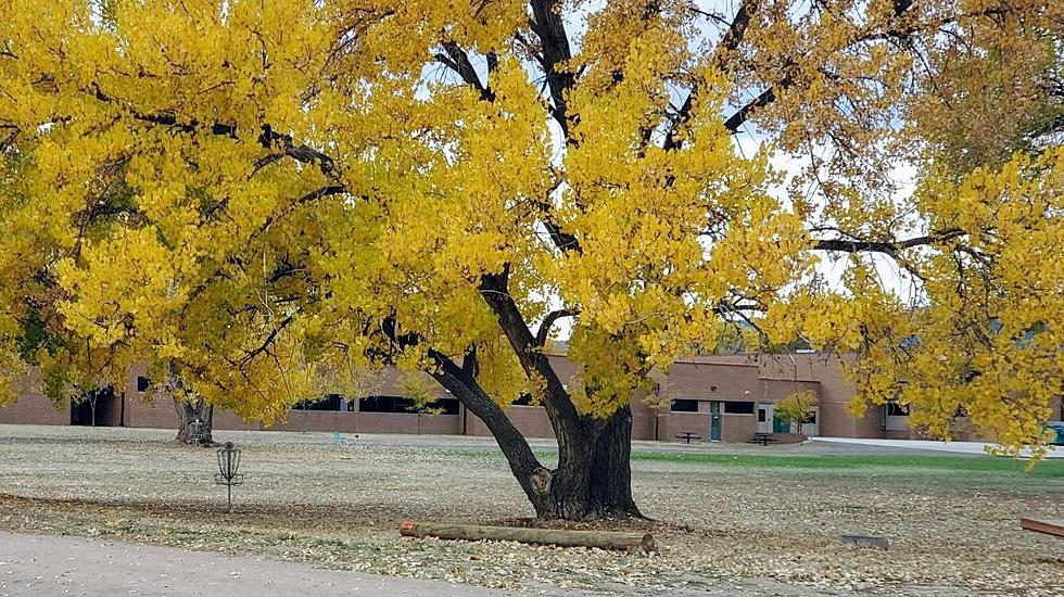 Your Neighbor Called, They Want Your Fall Leaves Fort Collins