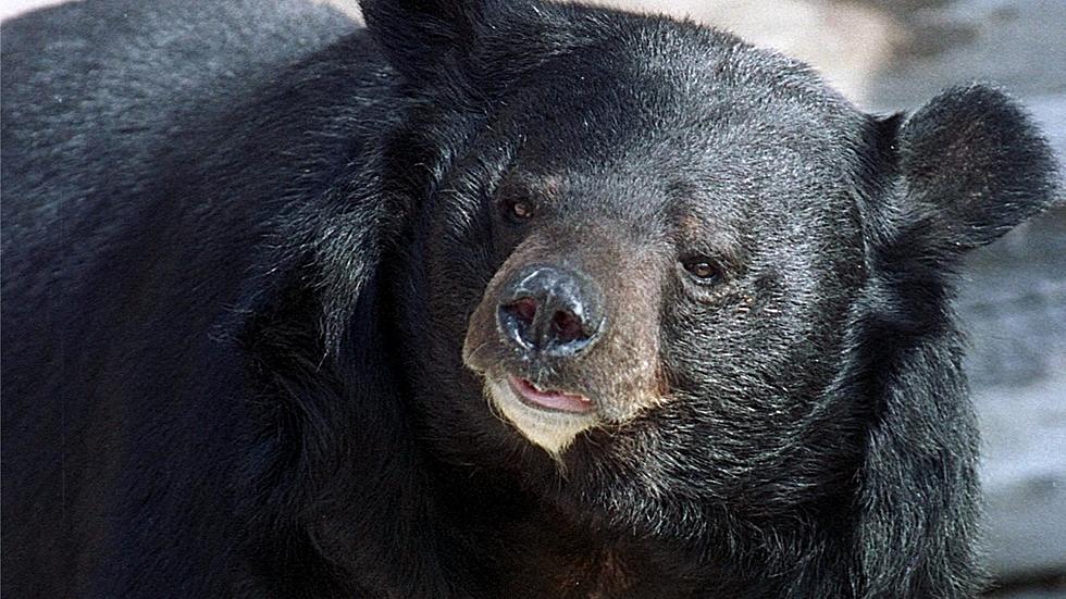 The Denver Zoo Celebrates 125 Years All Thanks to a Black Bear Named Billy