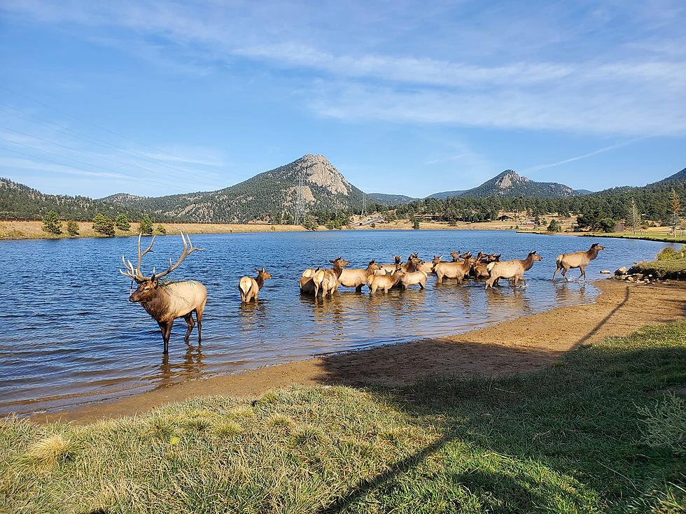 Dogs Go Crazy While an Elk Herd Run Through a Colorado Backyard