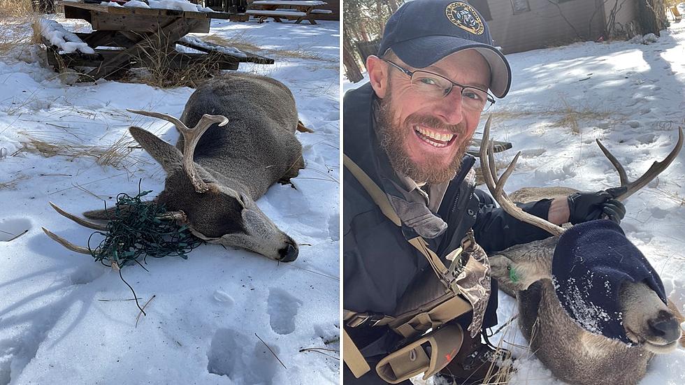 Colorado Buck Gets Rescued From Tangled Up Christmas Lights