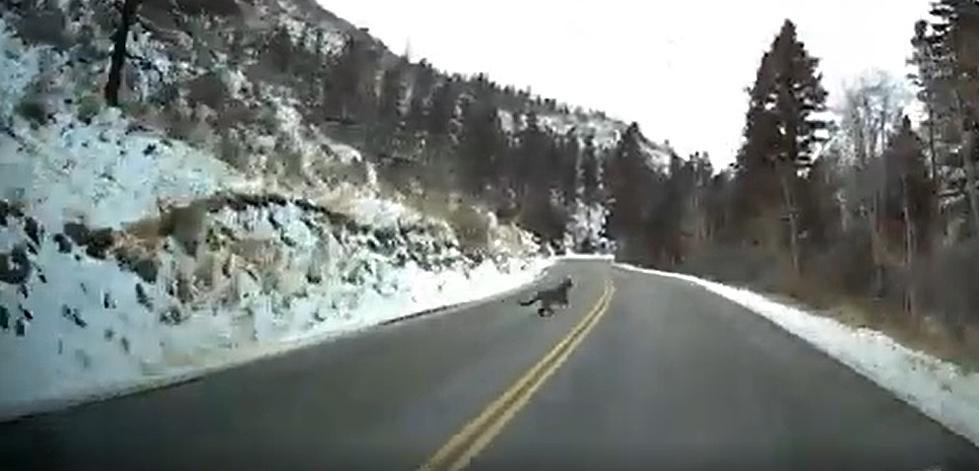 WATCH: Mountain Lion Boldly Runs in Front of Car in Poudre Canyon