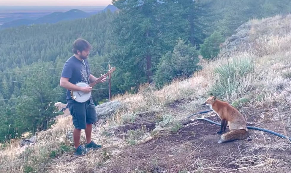 Fox Mesmerized by Colorado Man Entertaining Him With a Banjo
