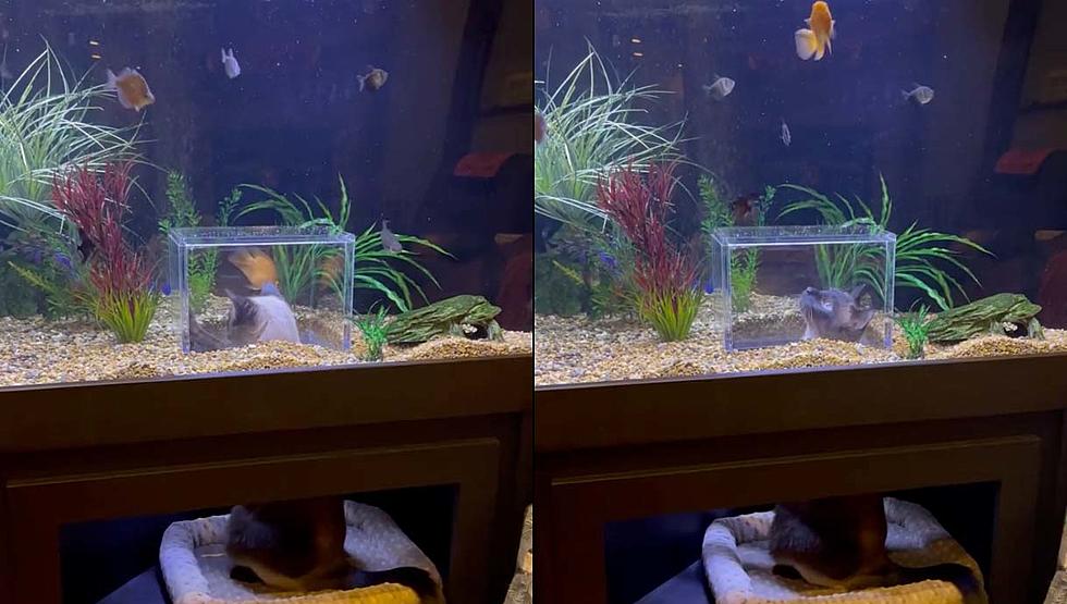 Happy Cat Sticks His Head in Aquarium Full of Fish [Video]