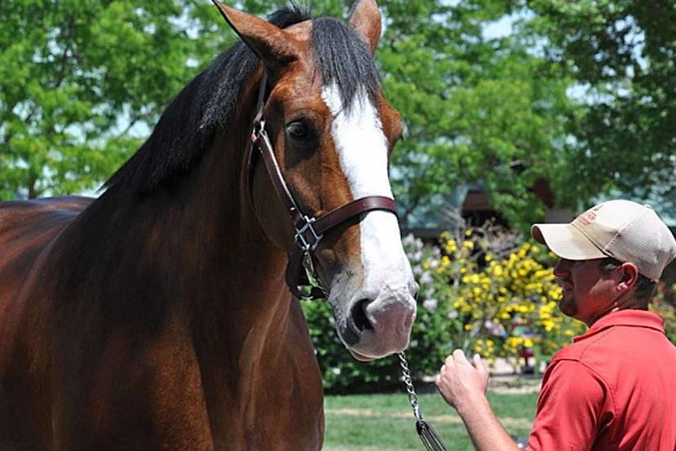 Big, Majestic Photo Op: Camera Days With Budweiser&#8217;s Clydesdales March 11 &#038; 12