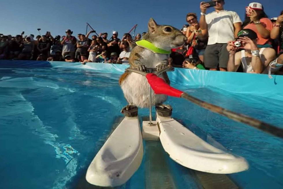 Summer Fun: Twiggy The Water Skiing Squirrel Coming to Larimer County Fair