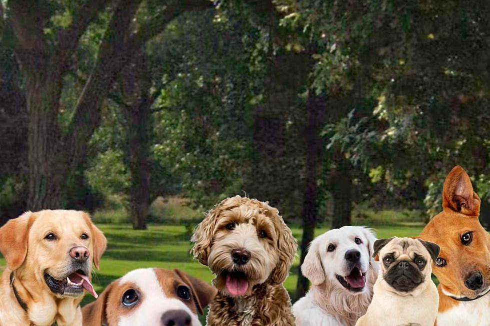 ‘Ruff’ Life- Loveland’s Dog Day of Summer For All Dogs June 25