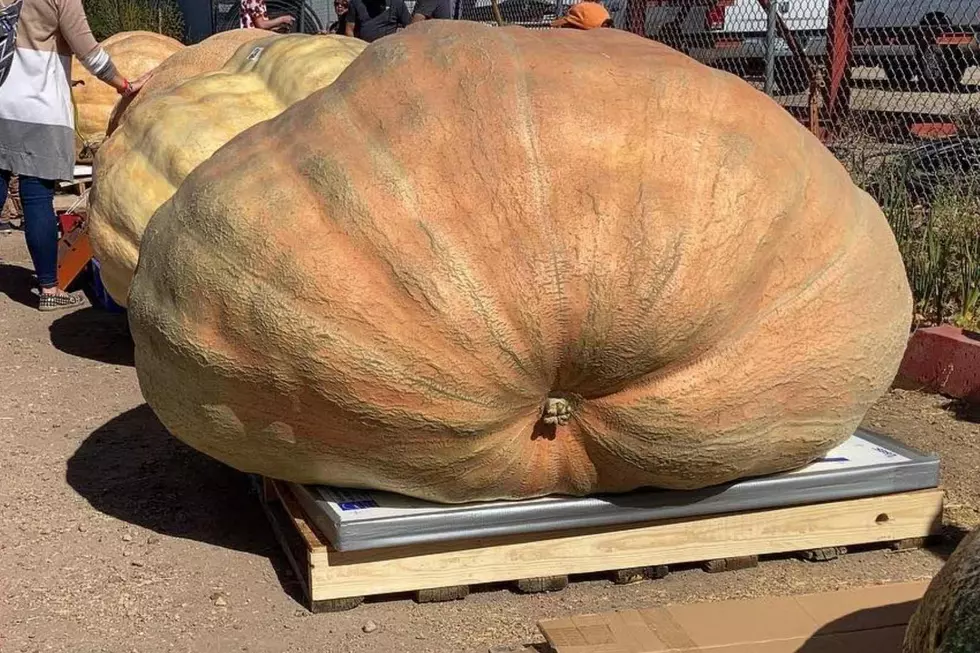 A Fun Tradition: Fort Collins Nursery’s 2022 Giant Pumpkin Weigh-Off & Jamboree