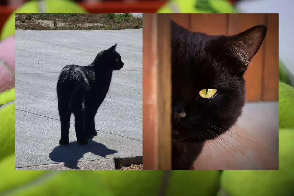 Watch This Black Cat Fetch Like a Dog, Colorado Cat Has Tricks