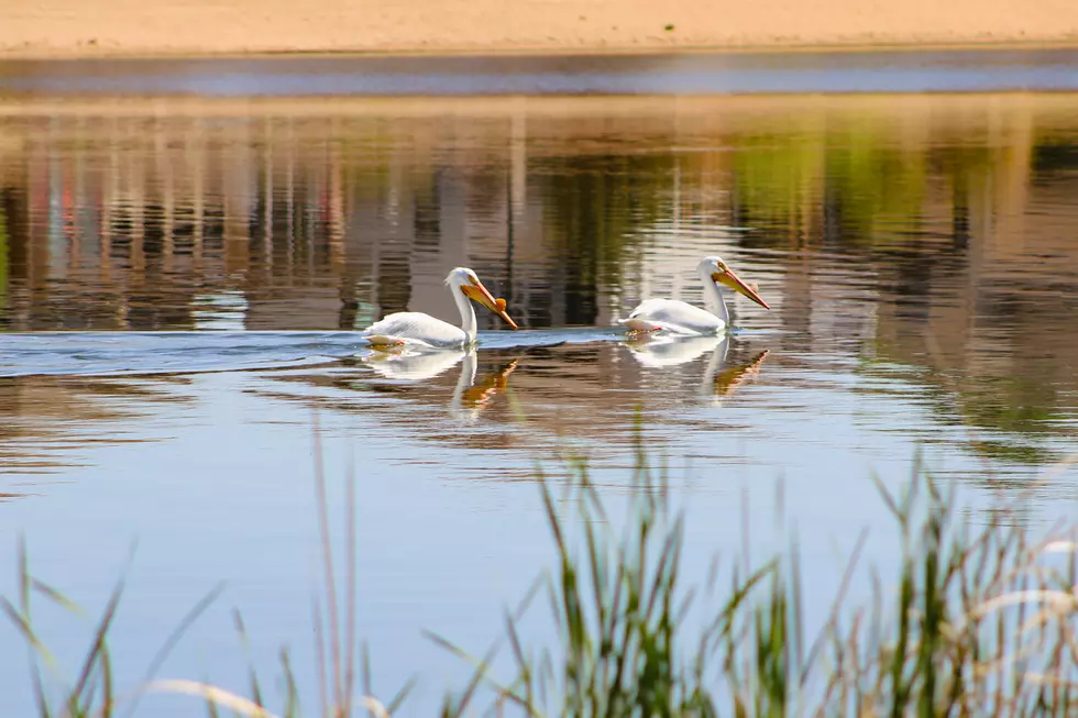 Why Are Pelicans in Windsor, Colorado?