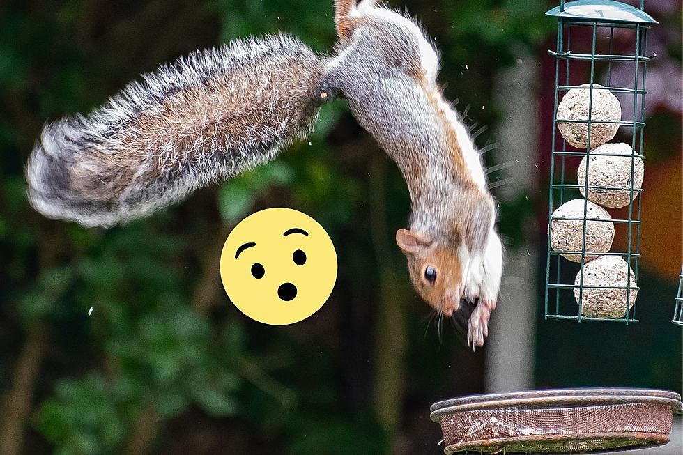 See a Squirrel Jump in Slow-Motion Thanks to Colorado Parks and Wildlife