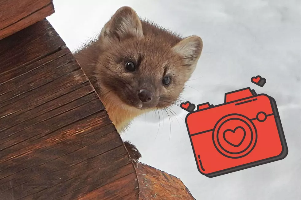 Meet Morty and Marty the Colorado Pine Martens Who Love Pictures