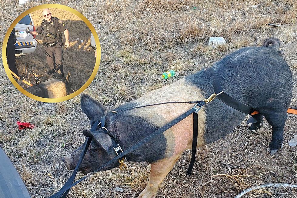 Was This Pig Headed for the Market? Larimer Sheriff’s are Curious